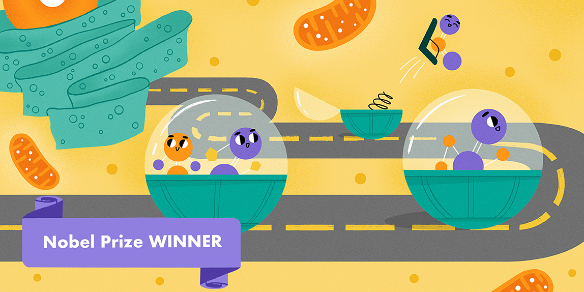 פָּרָשֵׁי ההַפְרָשָׁה – כיצד חלבונים נעים ברחבי התא?